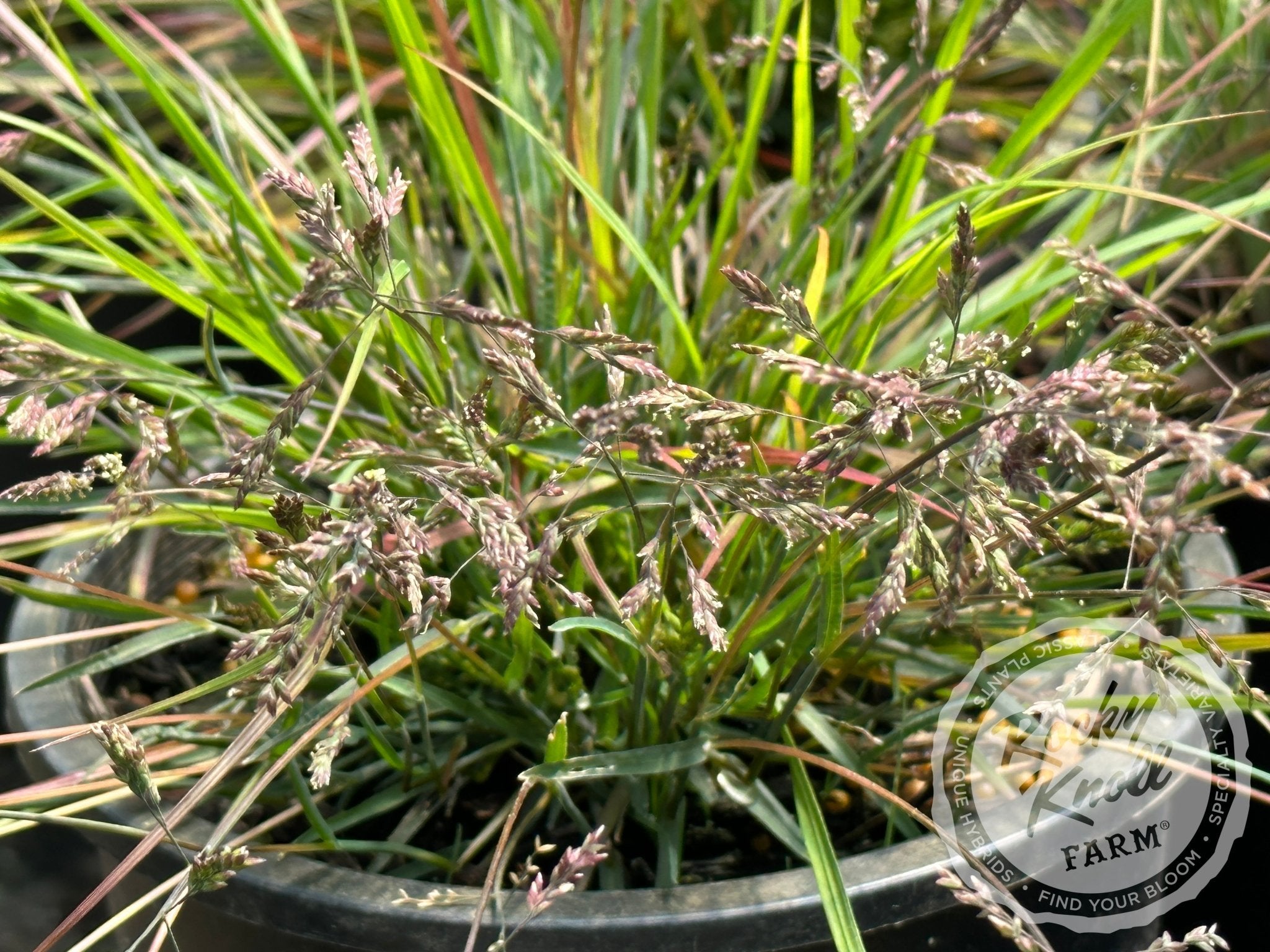 Prairie Blues (Schizachyrium scoparium) - Rocky Knoll Farm