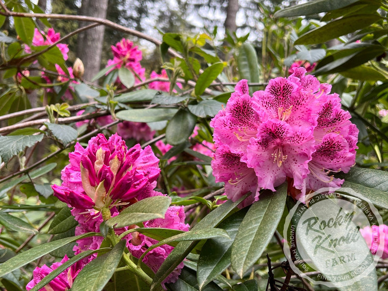 Ink Spot plant from Rocky Knoll Farm