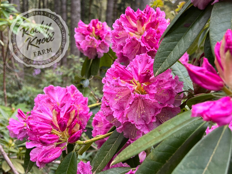 Ink Spot plant from Rocky Knoll Farm