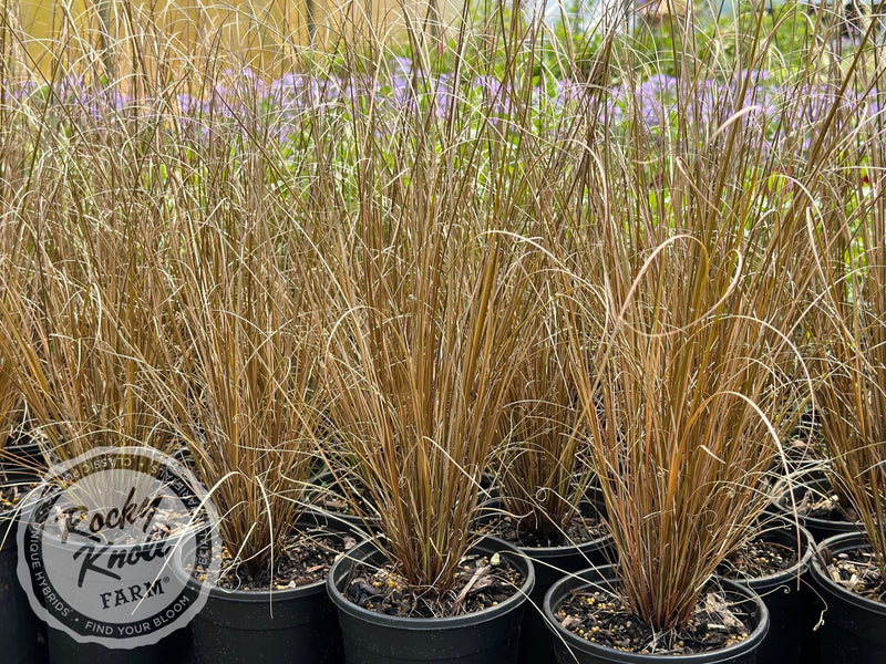 Carex buchananii - Red Rooster plant from Rocky Knoll Farm