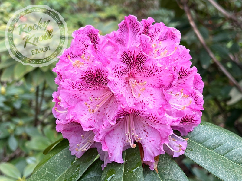 Ink Spot plant from Rocky Knoll Farm