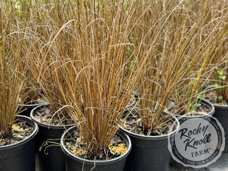 Carex buchananii - Red Rooster plant from Rocky Knoll Farm