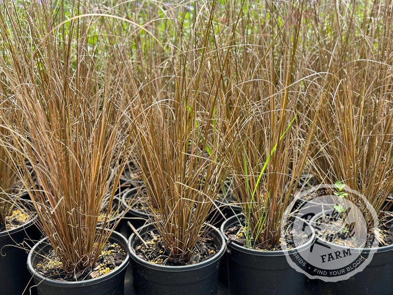 Carex buchananii - Red Rooster plant from Rocky Knoll Farm