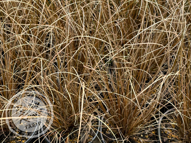 Carex buchananii - Red Rooster plant from Rocky Knoll Farm