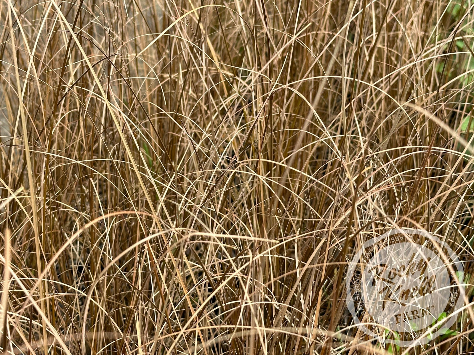 Carex buchananii - Red Rooster - Rocky Knoll Farm