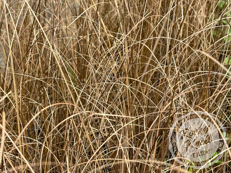 Carex buchananii - Red Rooster plant from Rocky Knoll Farm