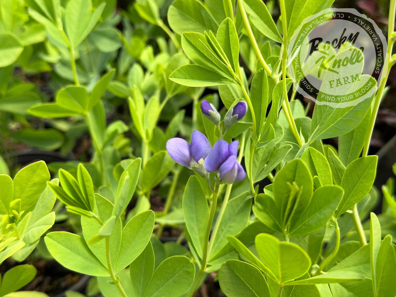 Blue False Indigo - Baptisia australis plant from Rocky Knoll Farm