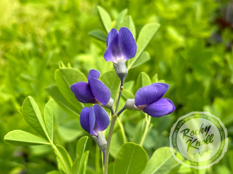 Blue False Indigo - Baptisia australis plant from Rocky Knoll Farm