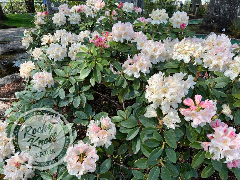 Unique plant from Rocky Knoll Farm
