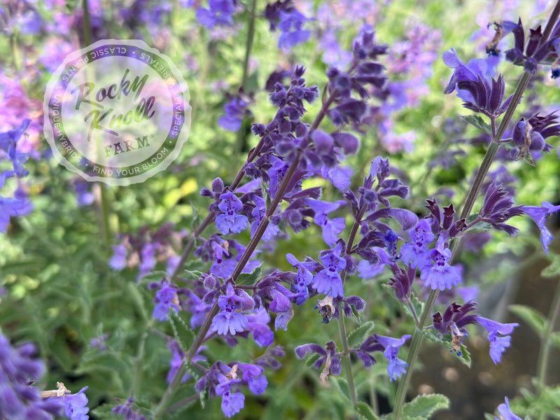Nepeta Walker's Low Catmint plant from Rocky Knoll Farm