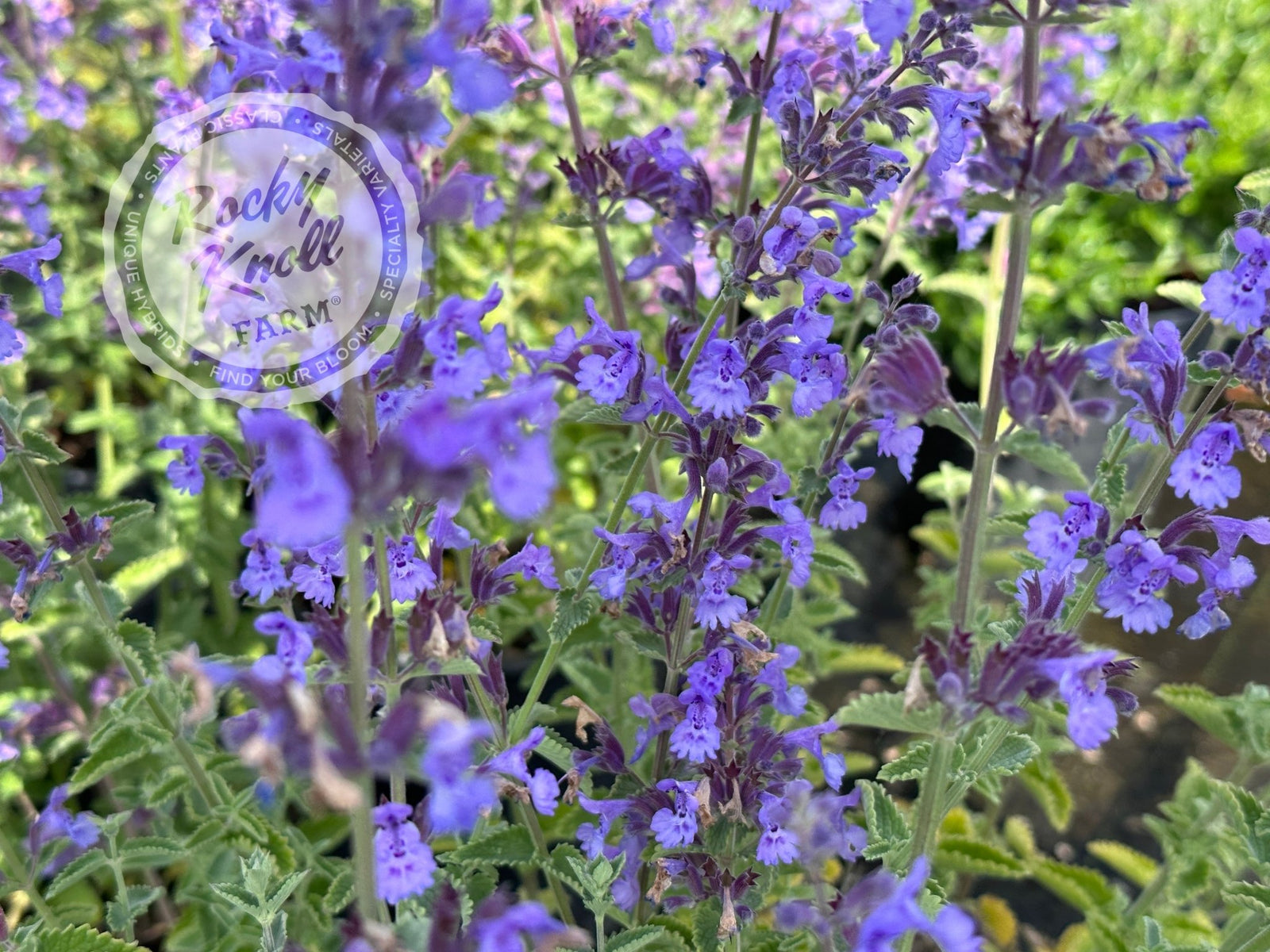 ハワイアンフラワーｉｎキャット Nepeta Walker's Low Catmint - Rocky Knoll Farm