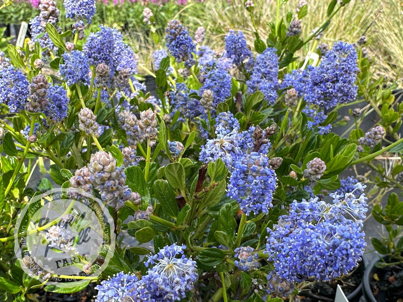 Ceanothus 'Victoria' (California Lilac) plant from Rocky Knoll Farm