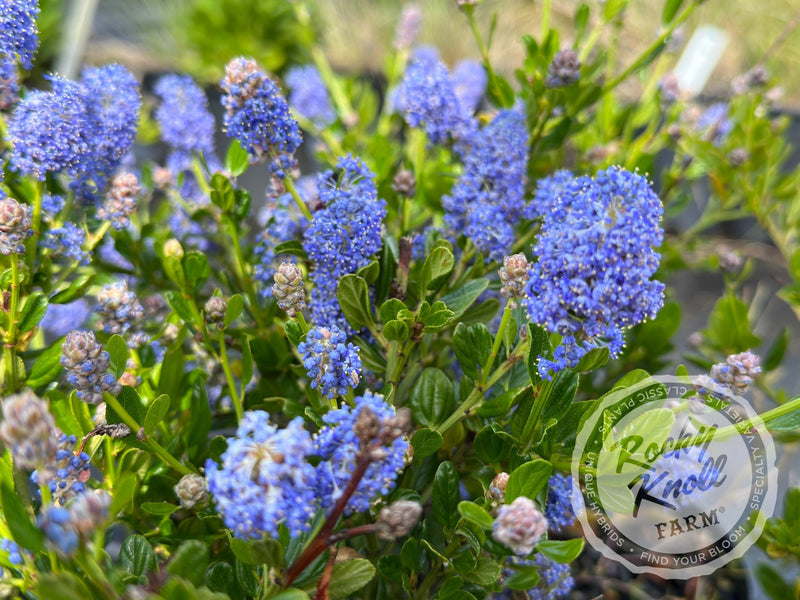 Ceanothus 'Victoria' (California Lilac) plant from Rocky Knoll Farm