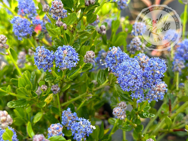 Ceanothus 'Victoria' (California Lilac) plant from Rocky Knoll Farm
