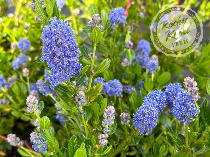 Ceanothus 'Victoria' (California Lilac) plant from Rocky Knoll Farm