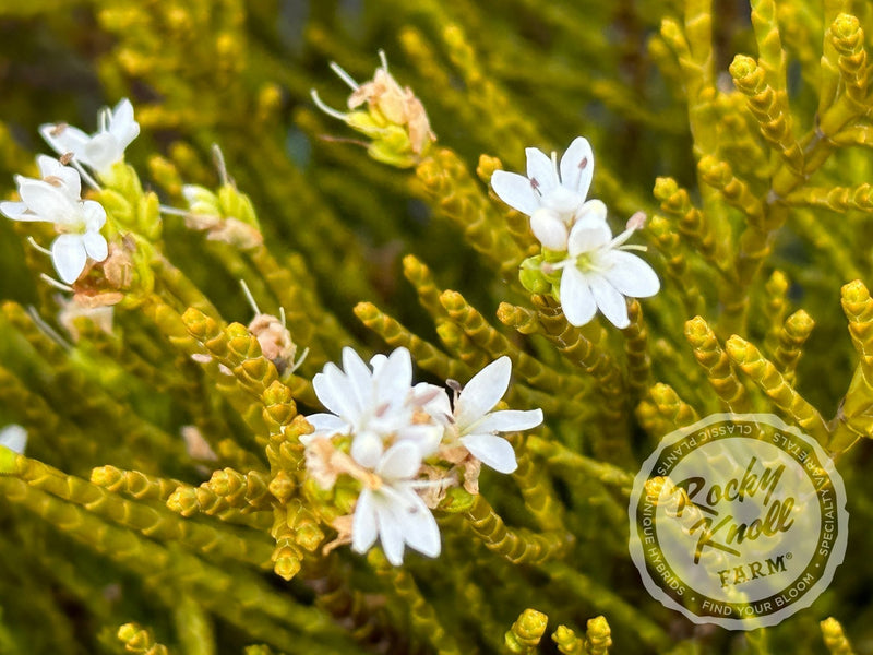 Hebe ochracea 'James Stirling' (Whipcord Hebe) plant from Rocky Knoll Farm