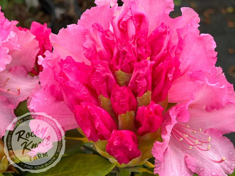 Vintage Rose plant from Rocky Knoll Farm