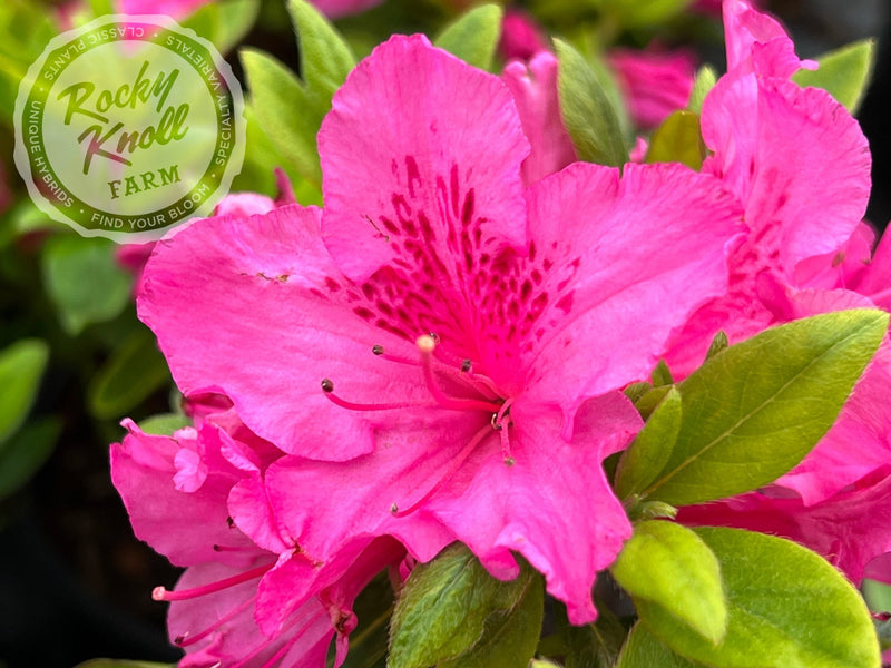Cayuga plant from Rocky Knoll Farm