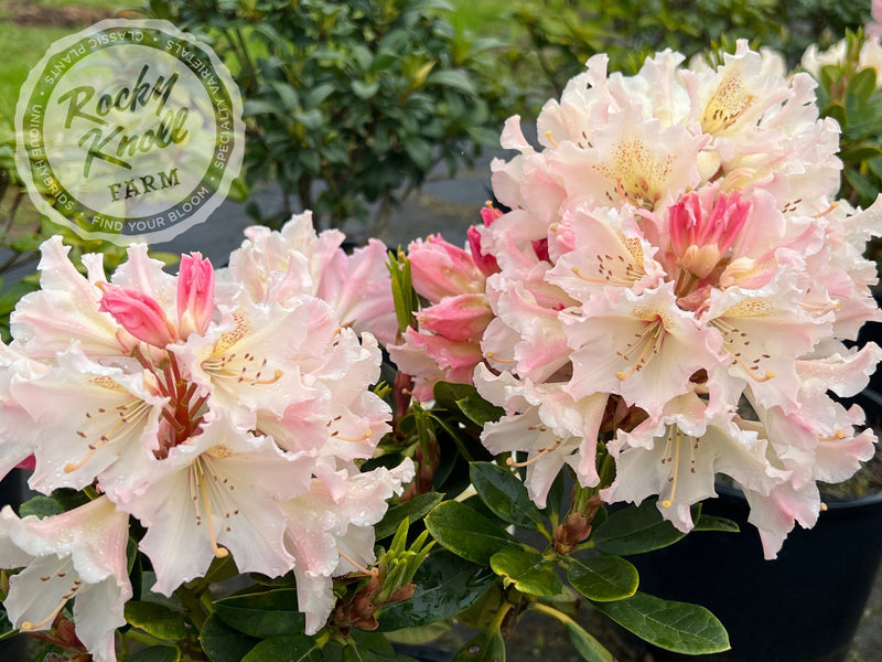 Maddie Mae plant from Rocky Knoll Farm