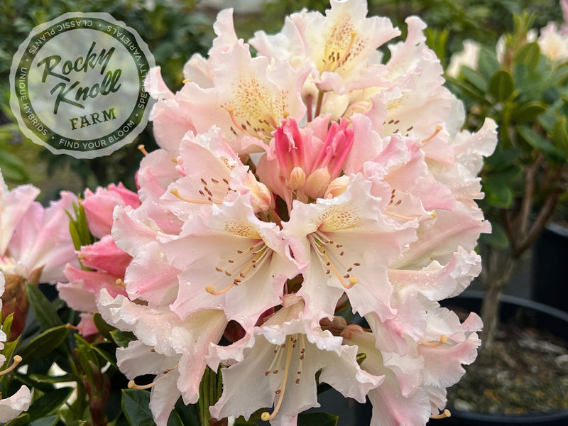 Maddie Mae plant from Rocky Knoll Farm