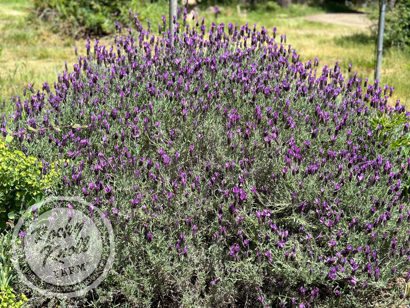 Estropajero Lavender - Alfarería El Romeral