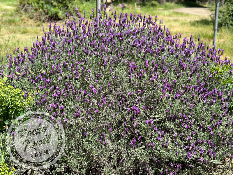 otto quast lavender plant Lavandula stoechas 'Otto Quast' Spanish Lavender