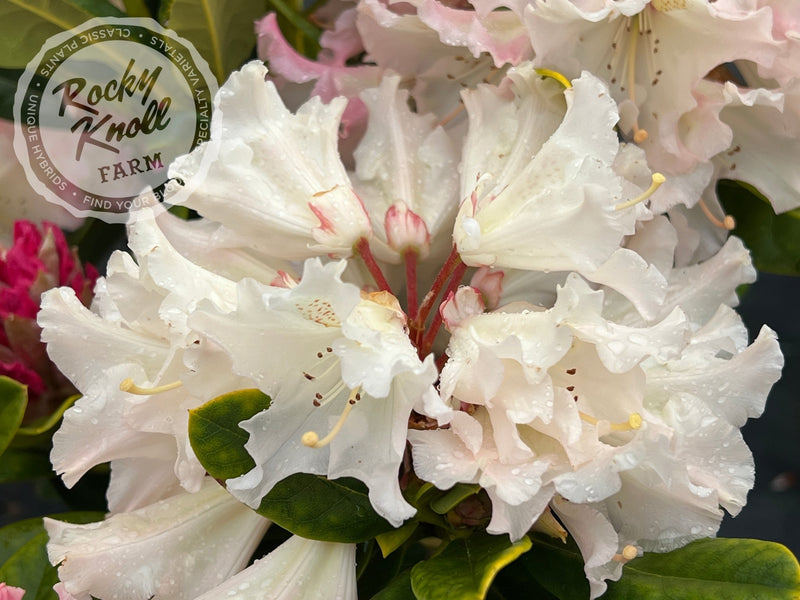 Maddie Mae plant from Rocky Knoll Farm