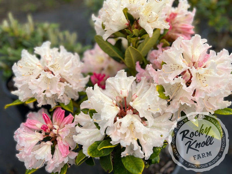 Maddie Mae plant from Rocky Knoll Farm