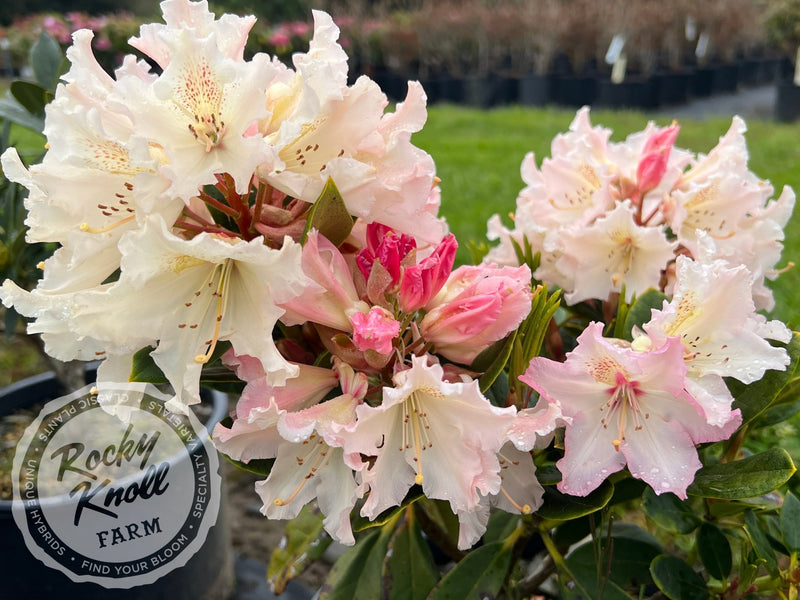 Maddie Mae plant from Rocky Knoll Farm
