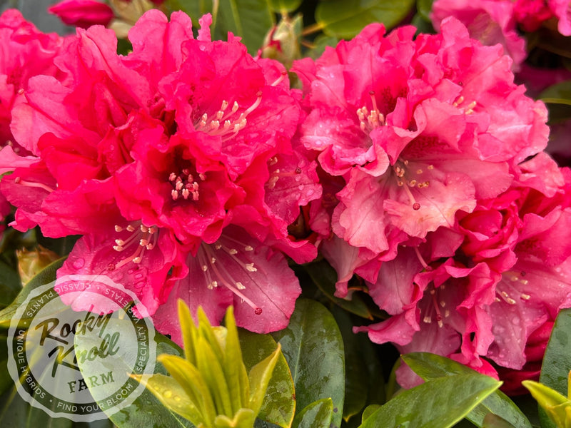 Tina Heinje plant from Rocky Knoll Farm