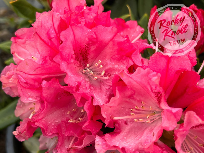Tina Heinje plant from Rocky Knoll Farm