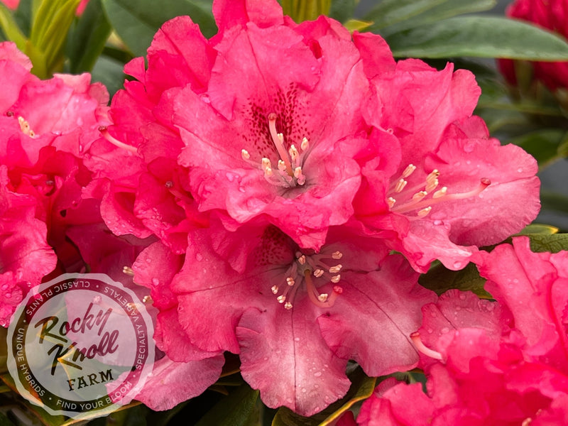 Tina Heinje plant from Rocky Knoll Farm