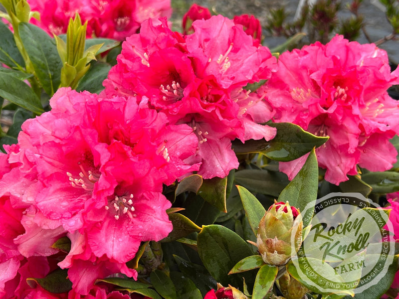 Tina Heinje plant from Rocky Knoll Farm