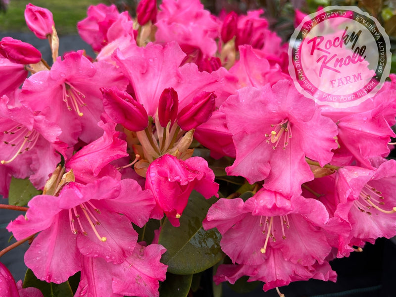 Karin plant from Rocky Knoll Farm