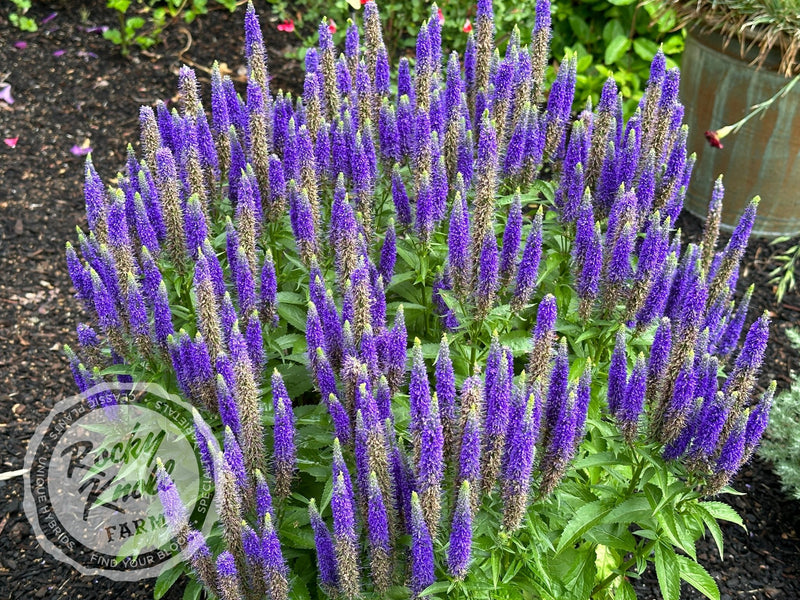 Veronica spicata 'Royal Candles' plant from Rocky Knoll Farm
