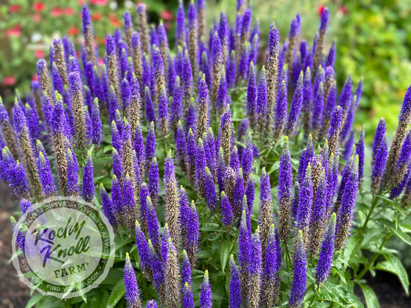 Veronica spicata 'Royal Candles' plant from Rocky Knoll Farm