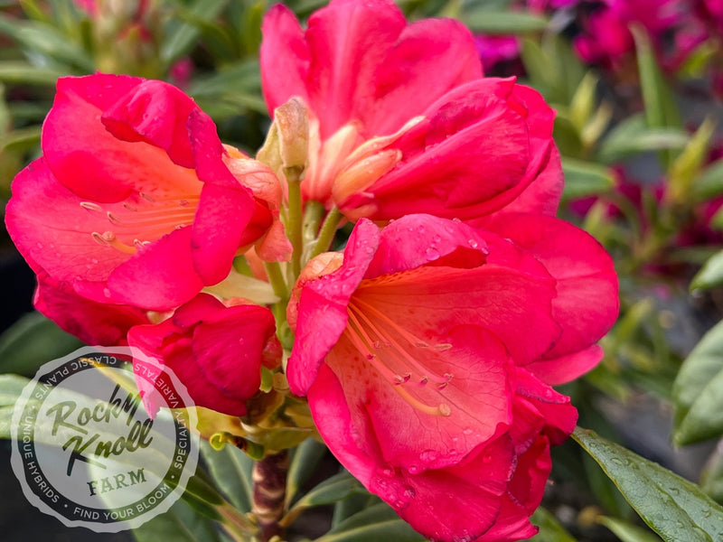 Sandra Ann Stipe plant from Rocky Knoll Farm