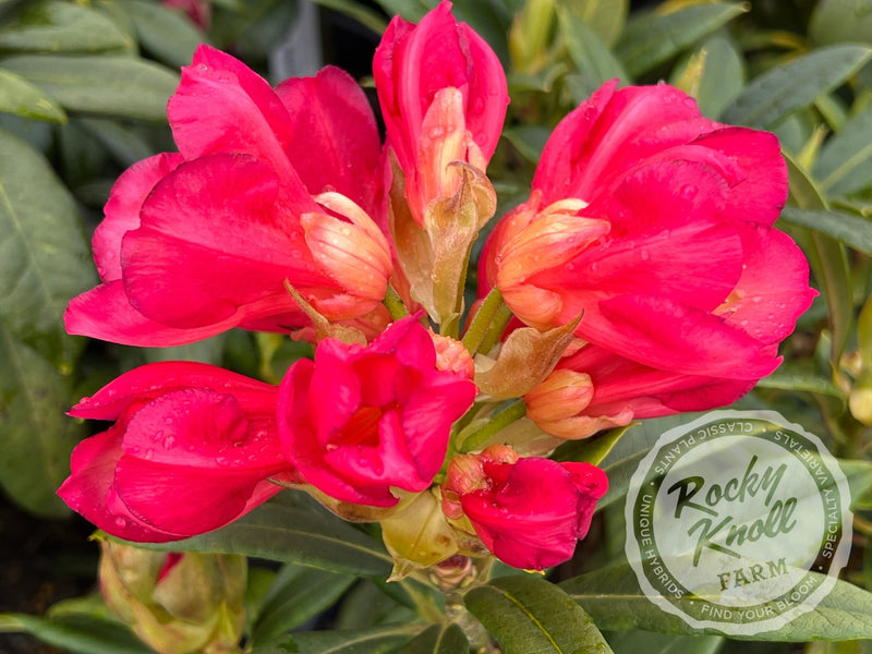 Sandra Ann Stipe plant from Rocky Knoll Farm