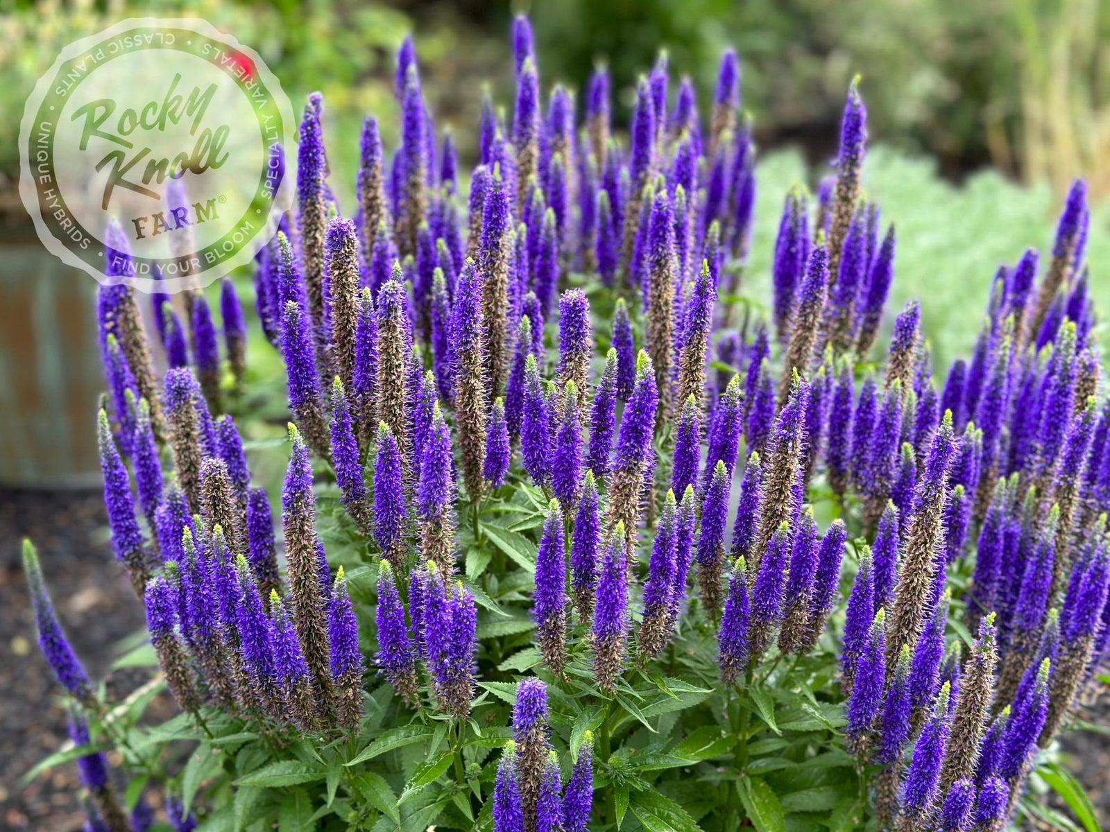 Veronica spicata 'Royal Candles' - Rocky Knoll Farm