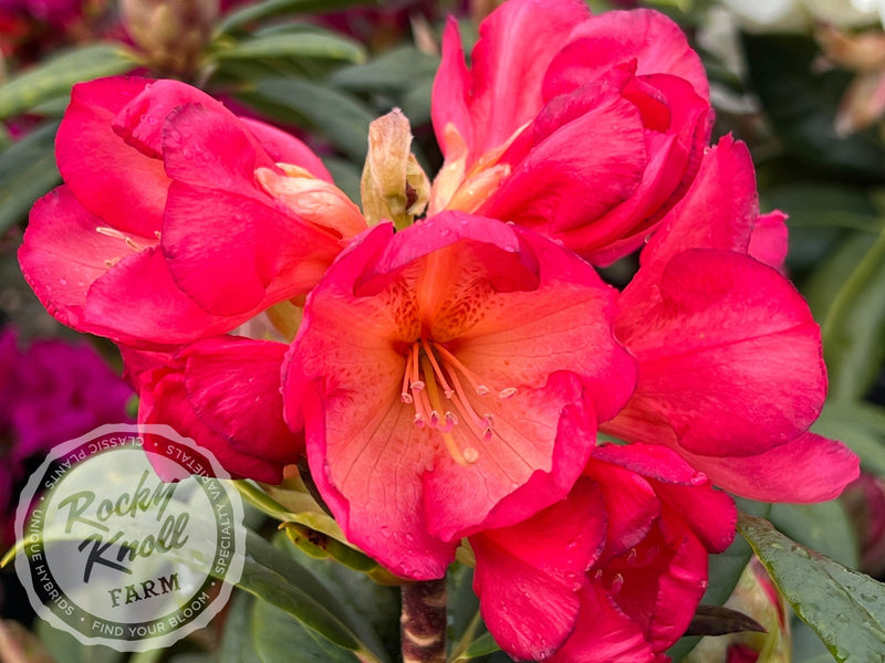 Sandra Ann Stipe plant from Rocky Knoll Farm