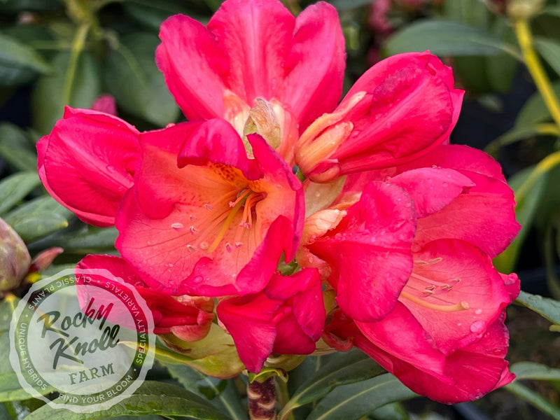 Sandra Ann Stipe plant from Rocky Knoll Farm