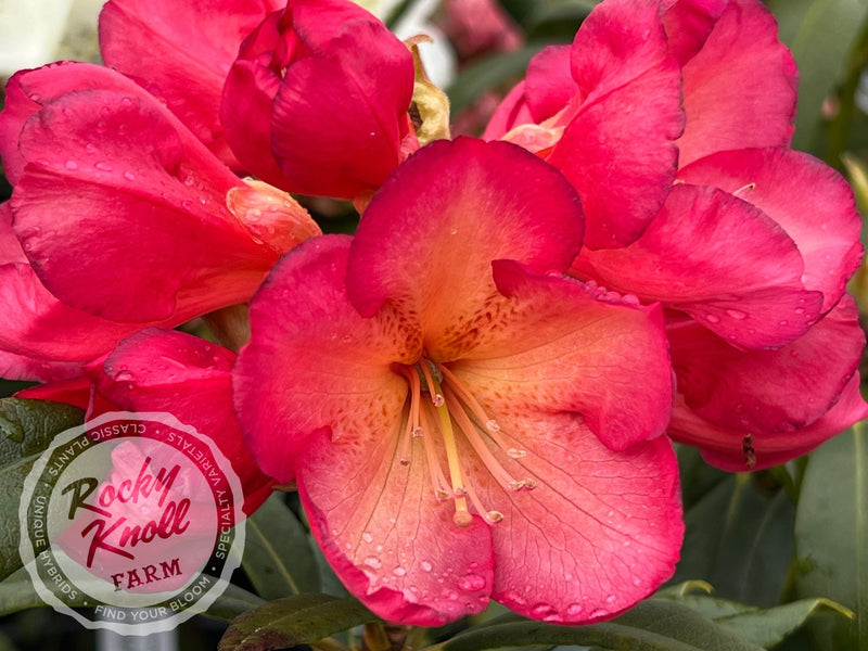 Sandra Ann Stipe plant from Rocky Knoll Farm