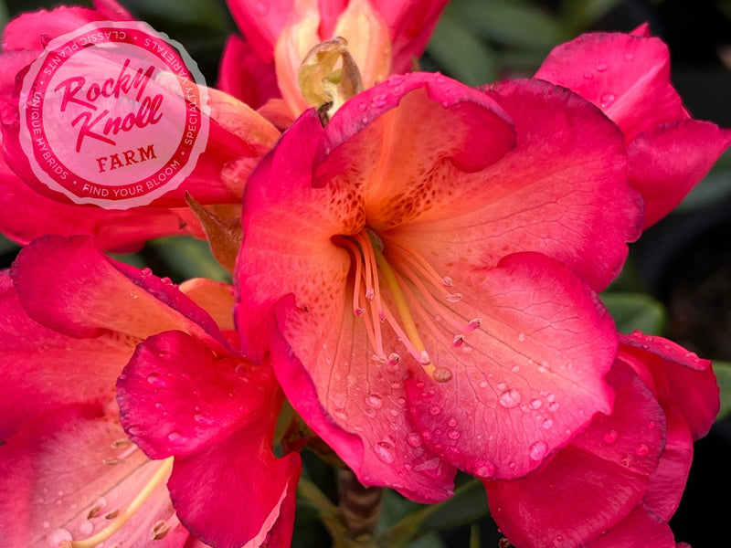 Sandra Ann Stipe plant from Rocky Knoll Farm