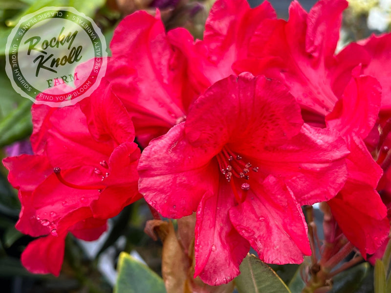 Vulcan's Son plant from Rocky Knoll Farm