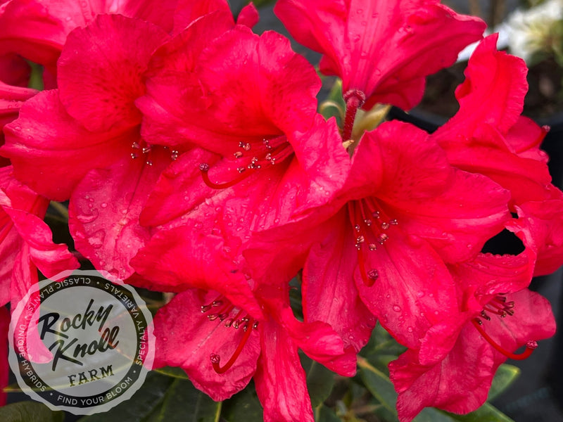 Vulcan's Son plant from Rocky Knoll Farm