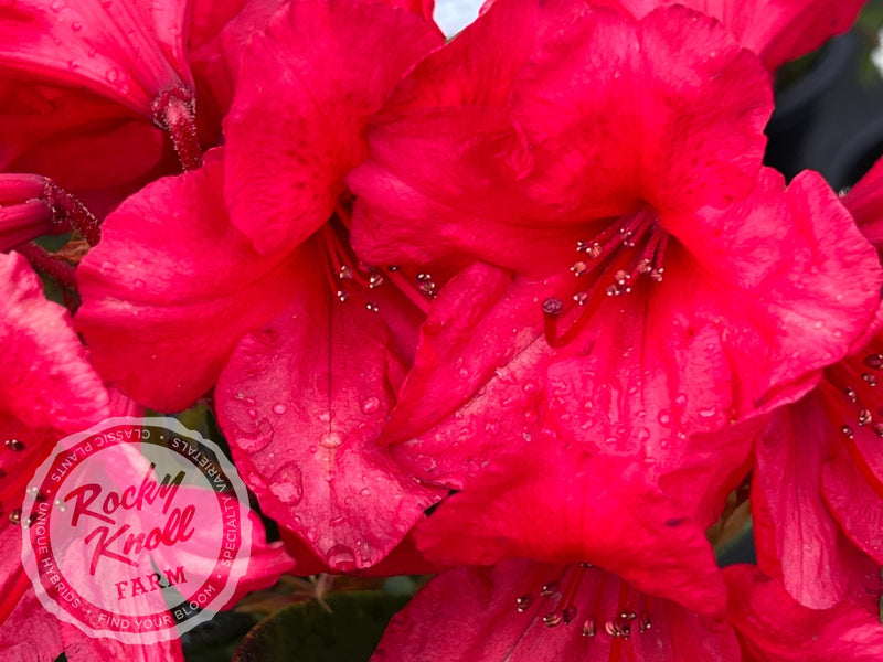 Vulcan's Son plant from Rocky Knoll Farm