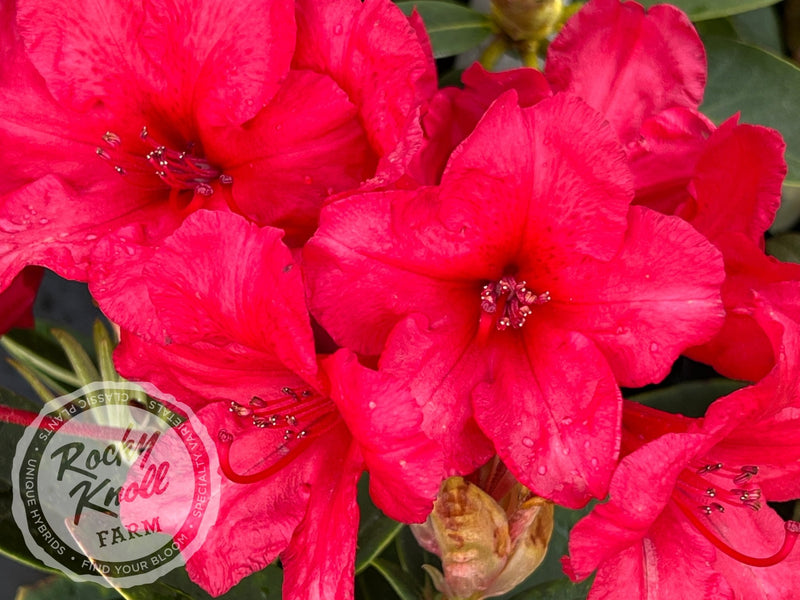 Vulcan's Son plant from Rocky Knoll Farm