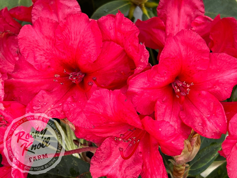 Vulcan's Son plant from Rocky Knoll Farm