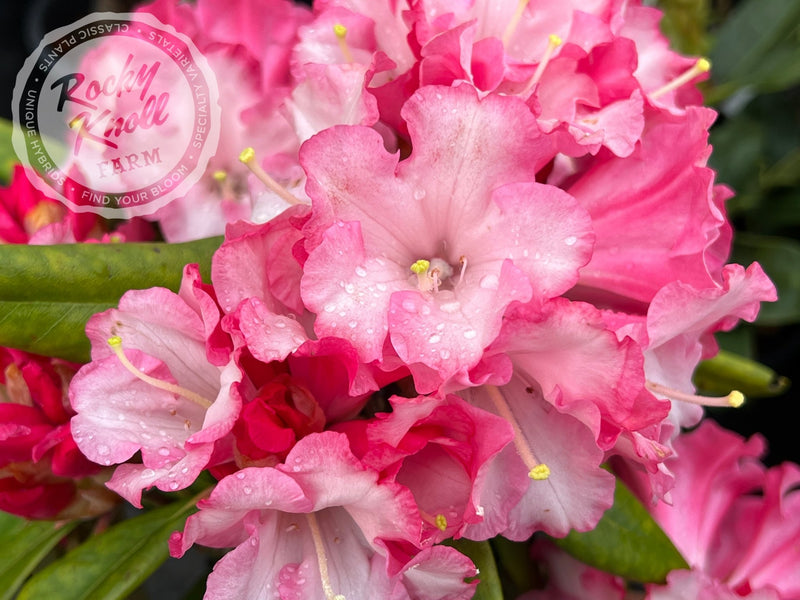 Pink Pinwheels plant from Rocky Knoll Farm