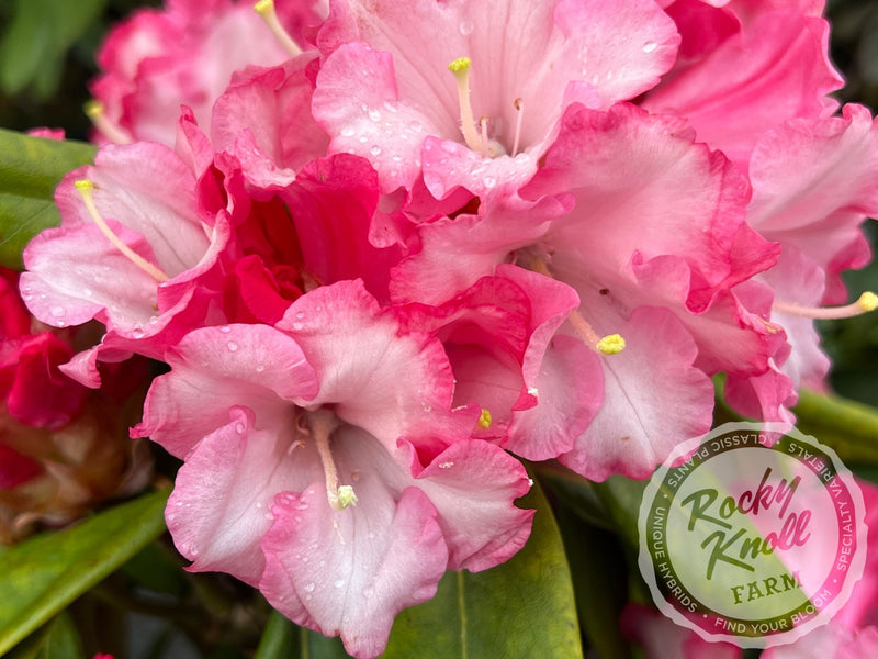 Pink Pinwheels plant from Rocky Knoll Farm